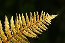 9963 Backlit Autumn Fern, Hamsterley Forest, County Durham